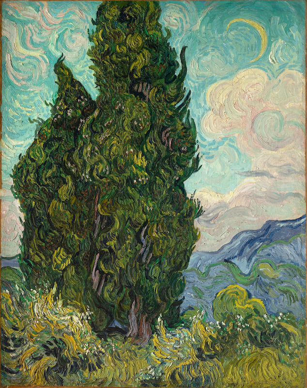 Кипарисы